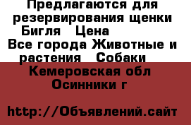 Предлагаются для резервирования щенки Бигля › Цена ­ 40 000 - Все города Животные и растения » Собаки   . Кемеровская обл.,Осинники г.